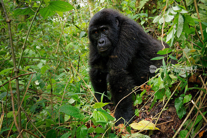 东部大猩猩(Gorilla beringei)极度濒危的现存最大灵长类动物，低地大猩猩或格劳尔大猩猩(graueri)在绿色雨林中，成人和儿童一起觅食玩耍